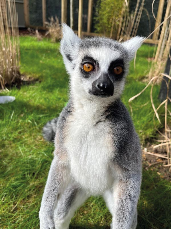 Close-up of a ring-tailed lemur standing upright on grass at Paultons Park
