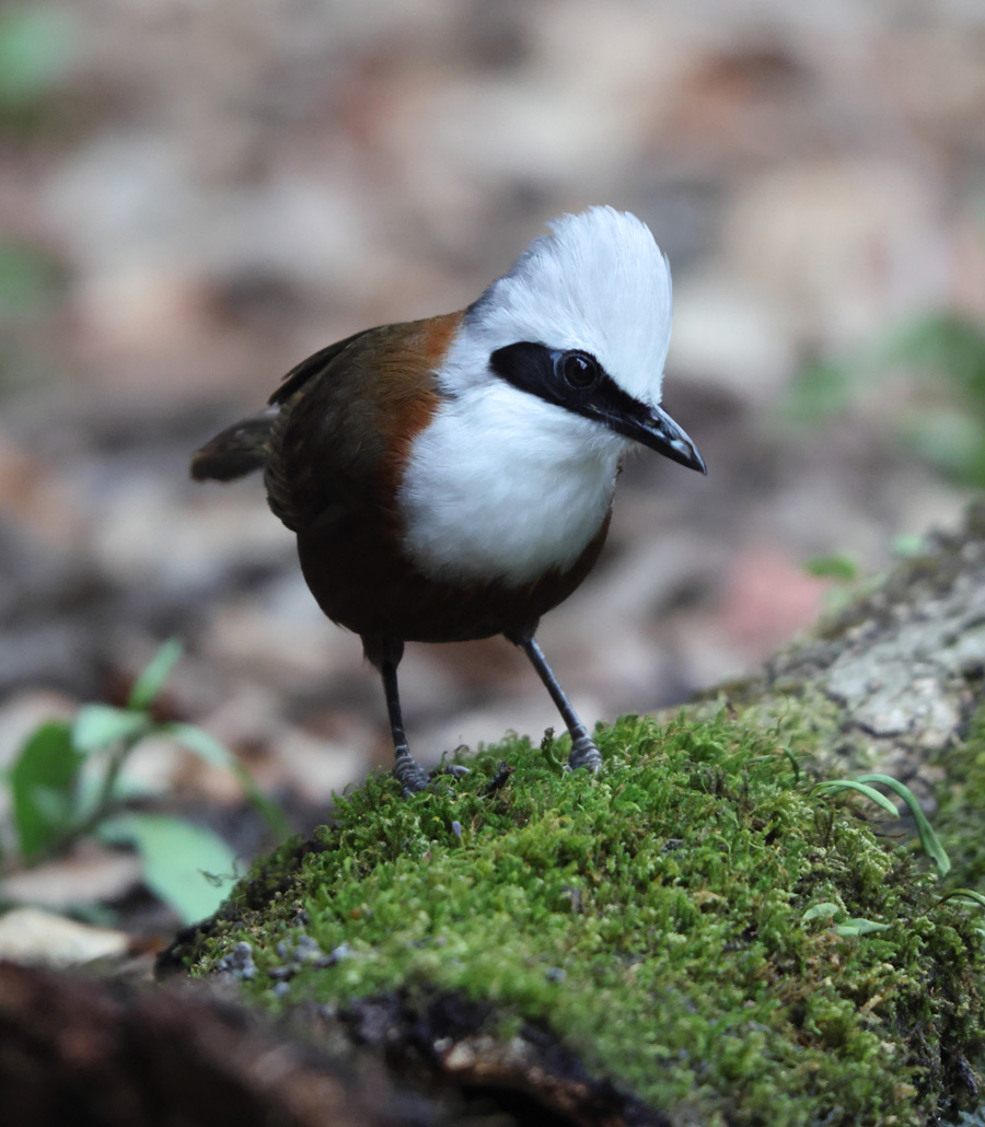 White-Crested Laughing Thrush standing on moss-covered ground at Paultons Park