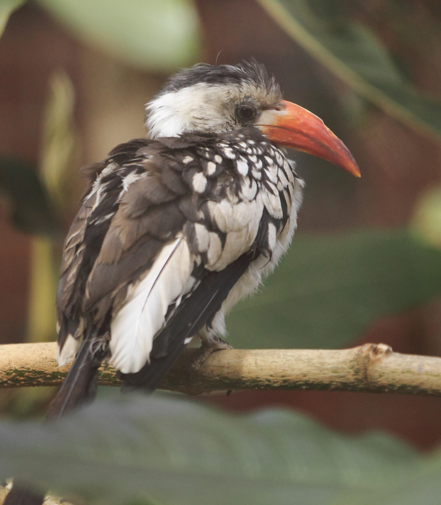 paultons-park-animals-red-billed-hornbill-perched-branch-additional.jpg