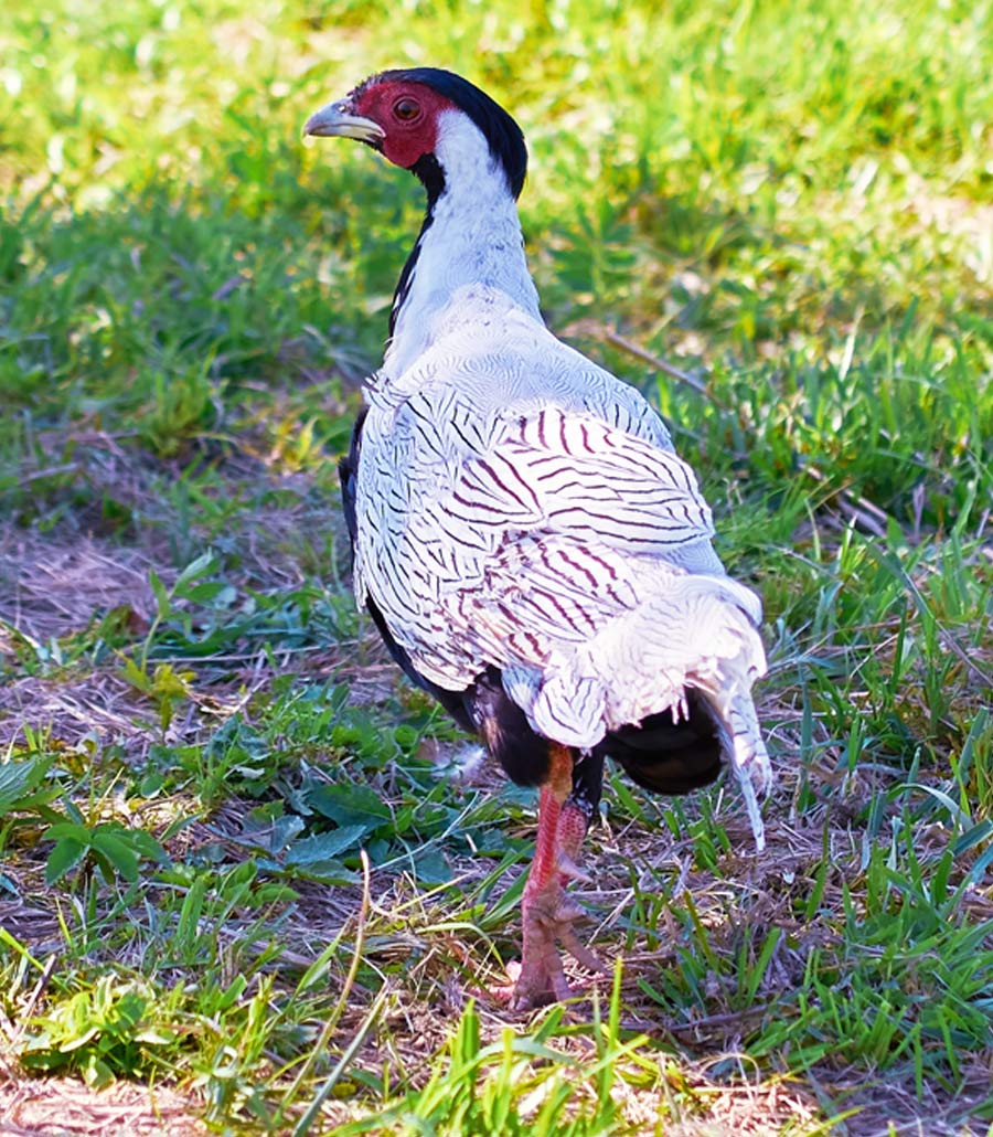 White-eared pheasant walking across grass enclosure at Paultons Park