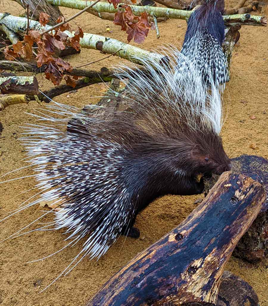 Side profile of a Cape Porcupine with distinctive quills at Paultons Park