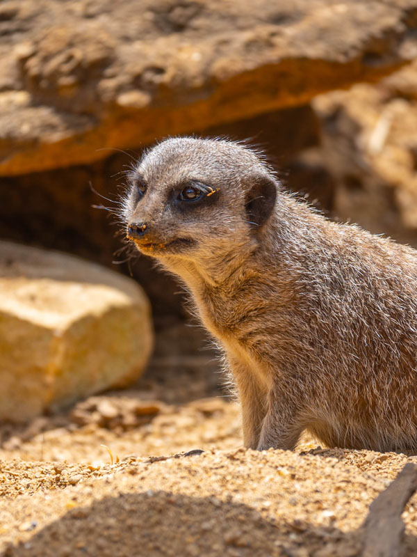 Meerkat looking alert while feeding at Paultons Park zoo area