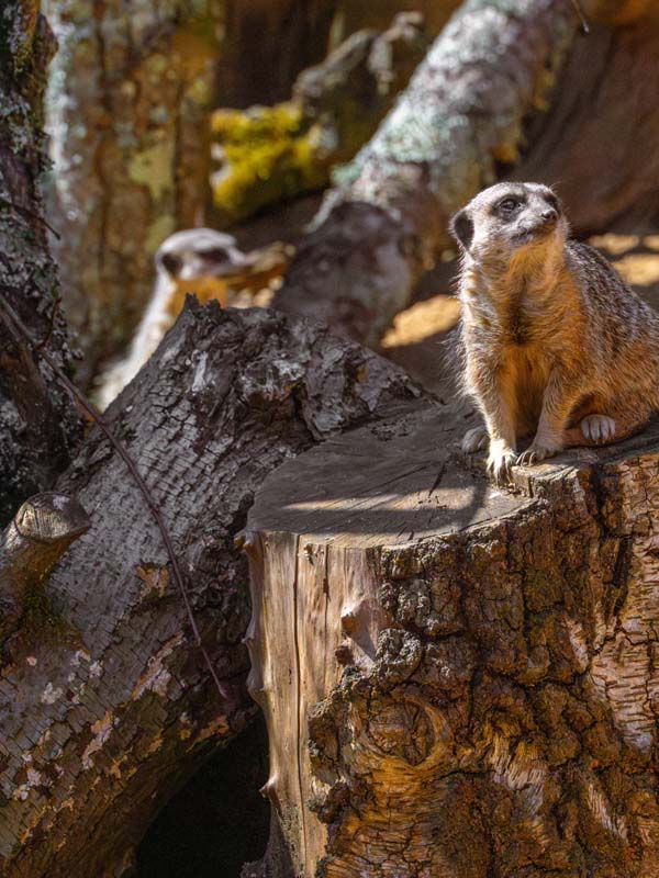 Meerkat perched on a tree stump during feeding session at Paultons Park