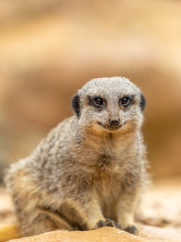 Close-up of a meerkat being fed in its enclosure at Paultons Park