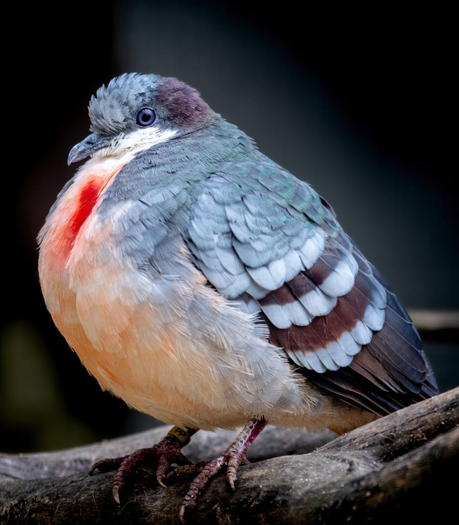 Minadao Bleeding-Heart Dove perched on a branch in Wild Lands at Paultons Park