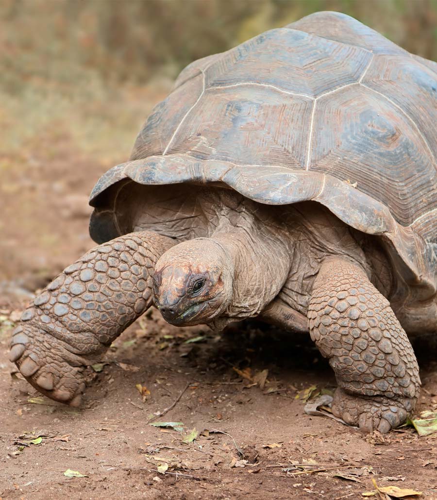 Child watching an Aldabra tortoise in the animal area at Paultons Park
