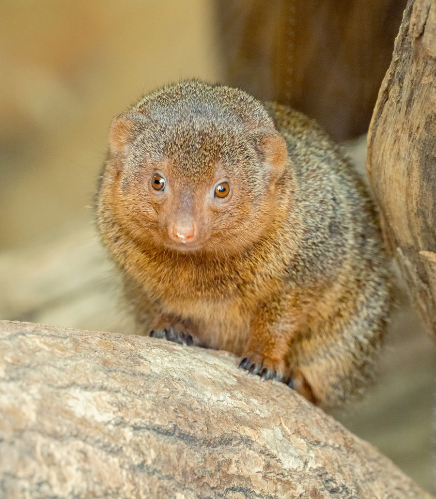 Dwarf mongoose perched on rock looking towards camera at Paultons Park