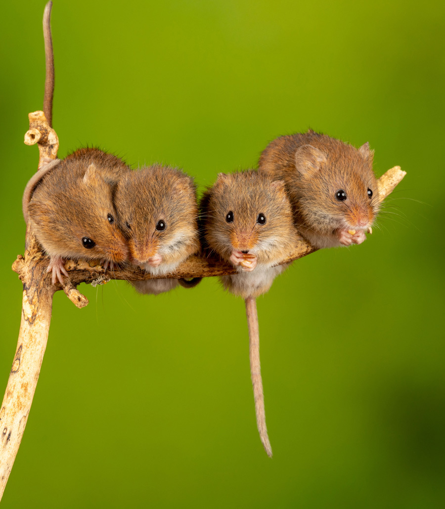 Group of harvest mice sitting together on a branch at Paultons Park