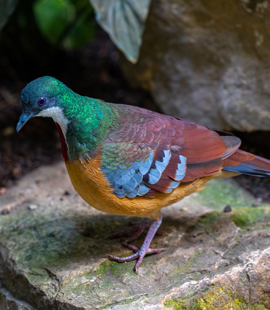 Minadao Bleeding-Heart Dove perched on a branch in Wild Lands at Paultons Park