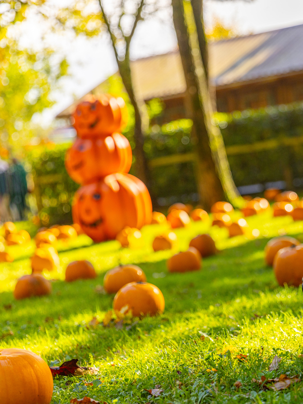Paultons Park Halloween gardens decorated with pumpkins on the grass and a stack of pumpkin decorations